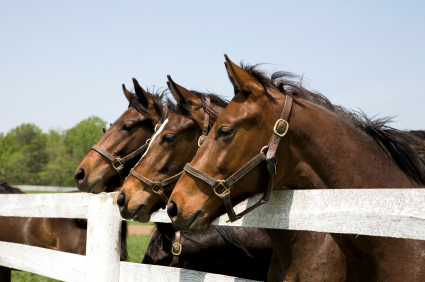 horse & equine care location
