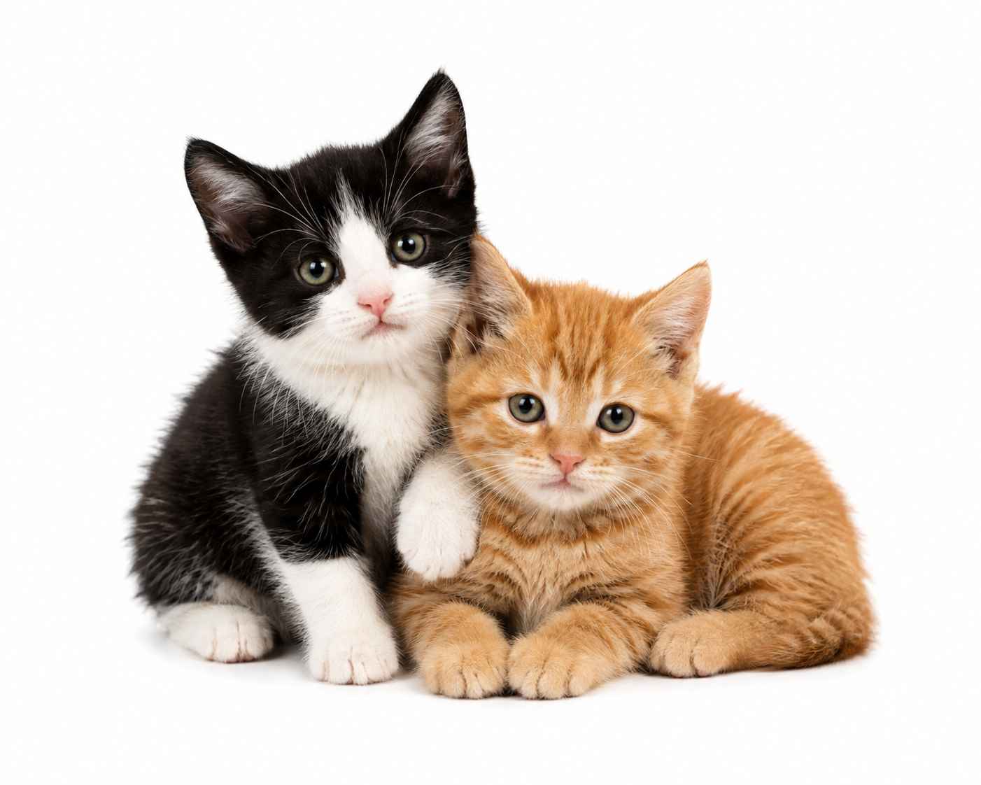 cat home pet sitting